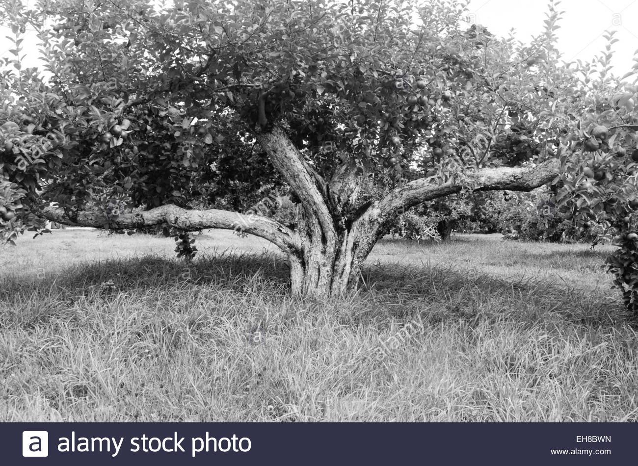 View Apple Tree Images Black And White Images