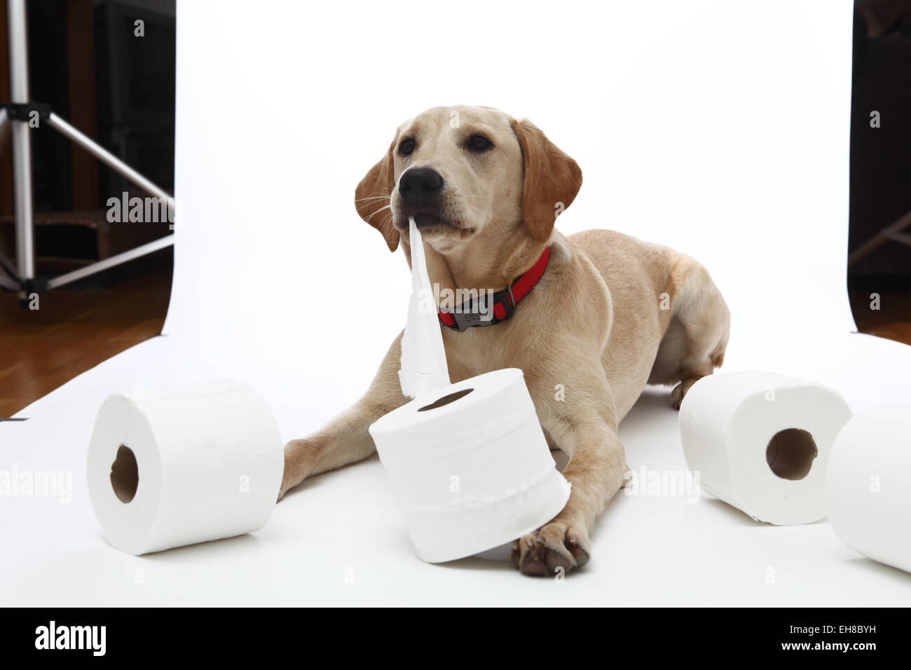 Yellow Labrador Retriever puppy aged 8 months doing mock studio toilet