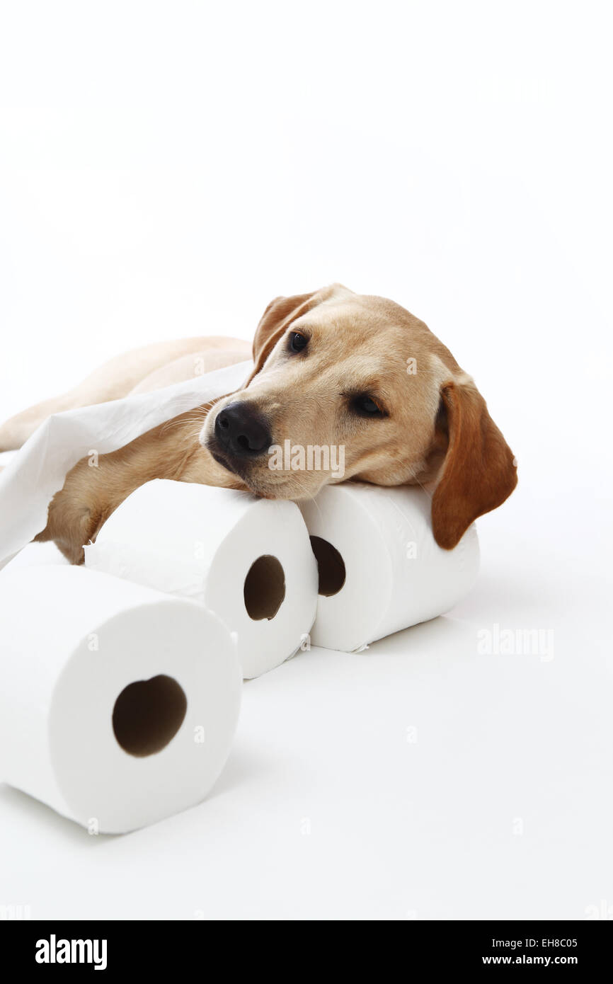 Andrex puppy toilet roll hires stock photography and images Alamy