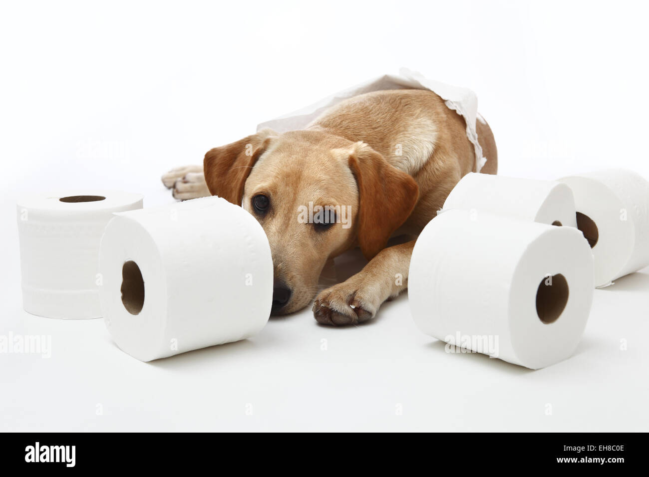 Yellow Labrador Retriever puppy aged 8 months doing mock studio toilet roll shoot Stock Photo