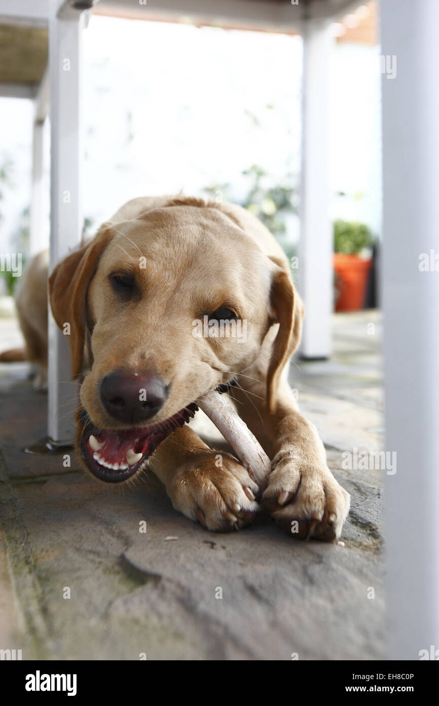 Yellow Labrador Retriever puppy aged 11 months old eating beef rib bone