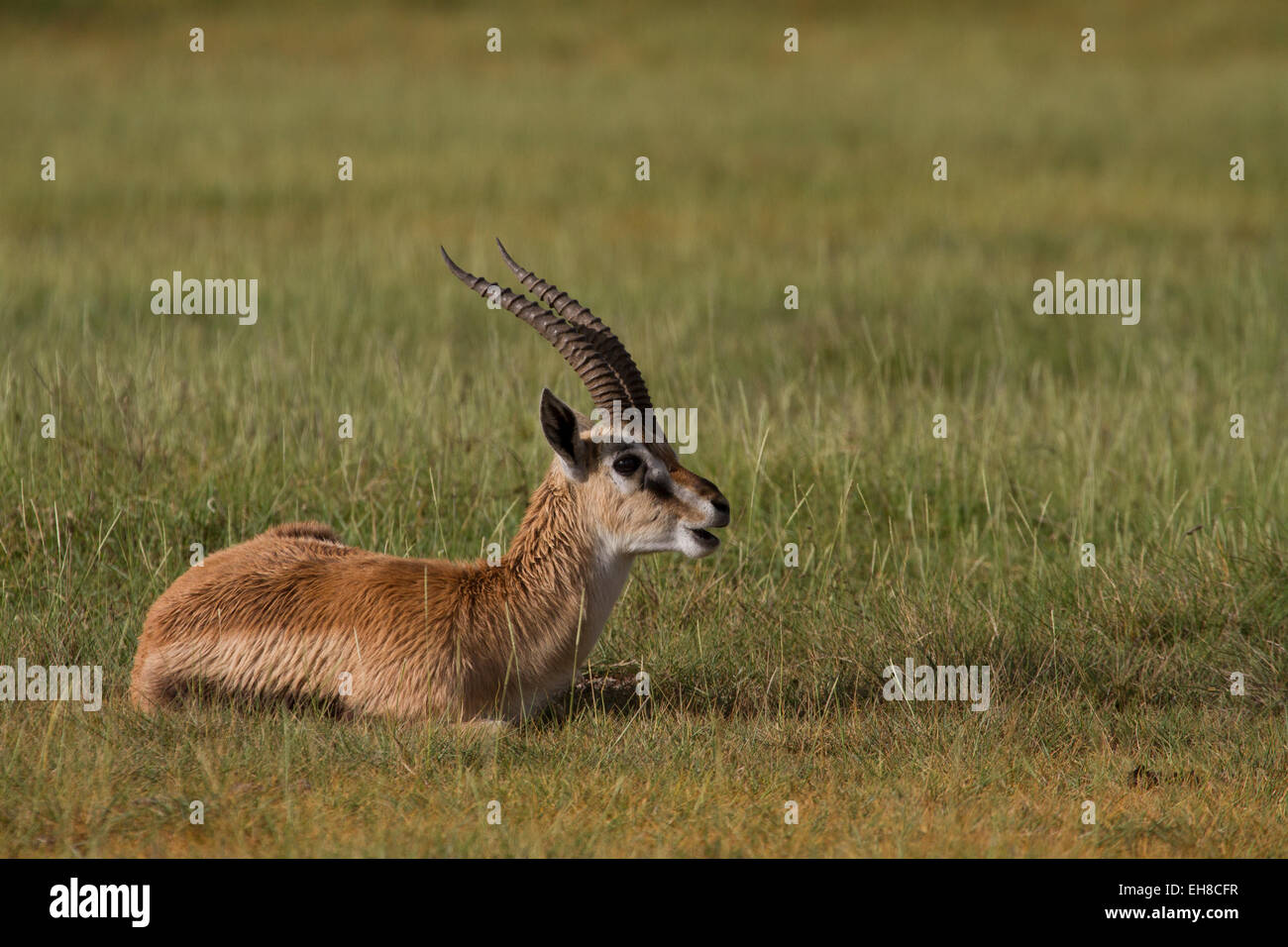 Gazelle and lion hi-res stock photography and images - Alamy