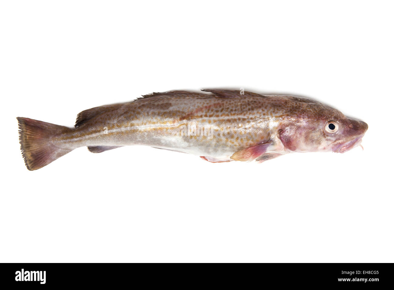 Whole Atlantic cod (Gadus morhua) fish, Isolated on a white studio background. Stock Photo