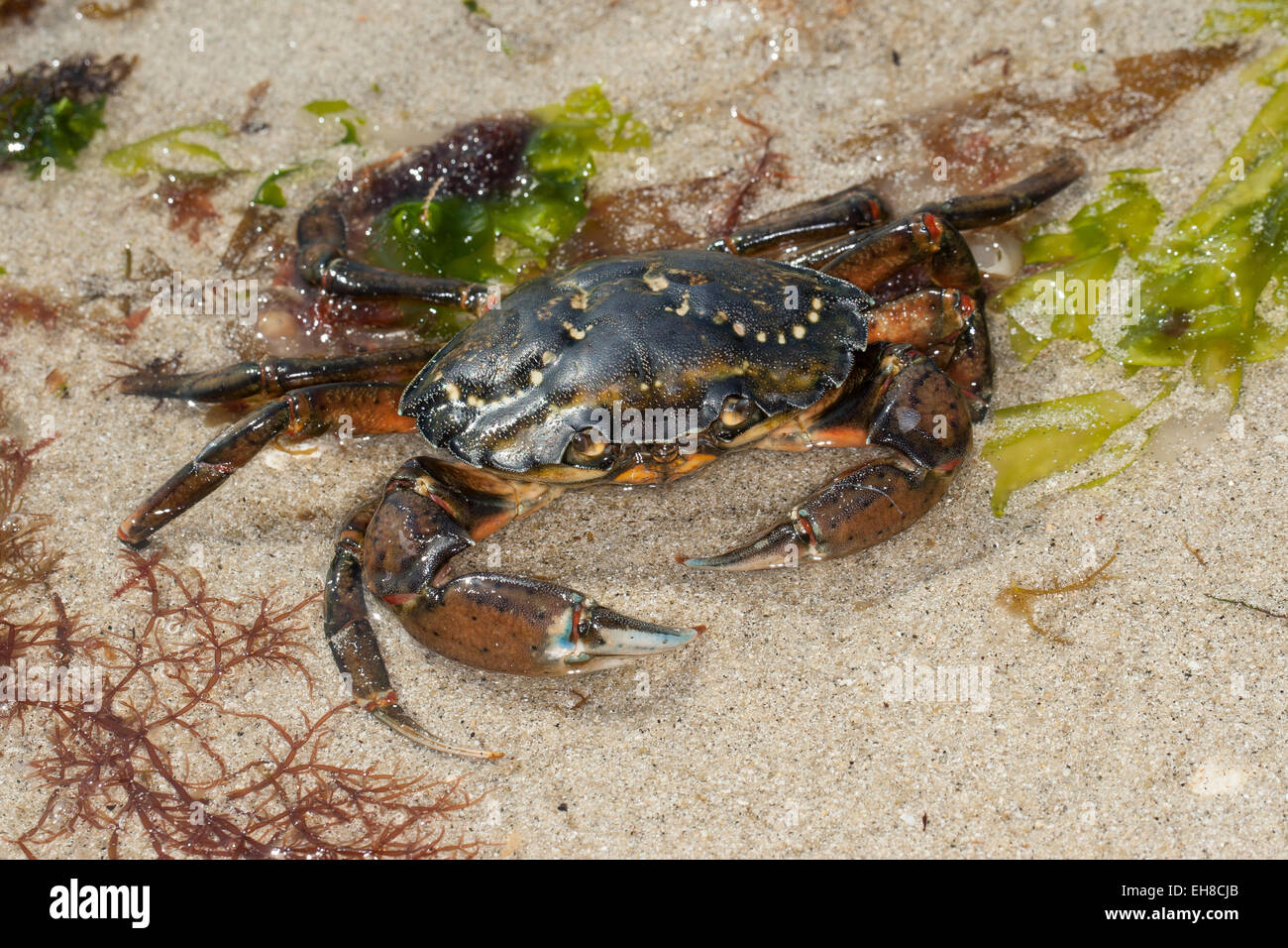 European shore crab, shorecrab, harbour crab, European green crab