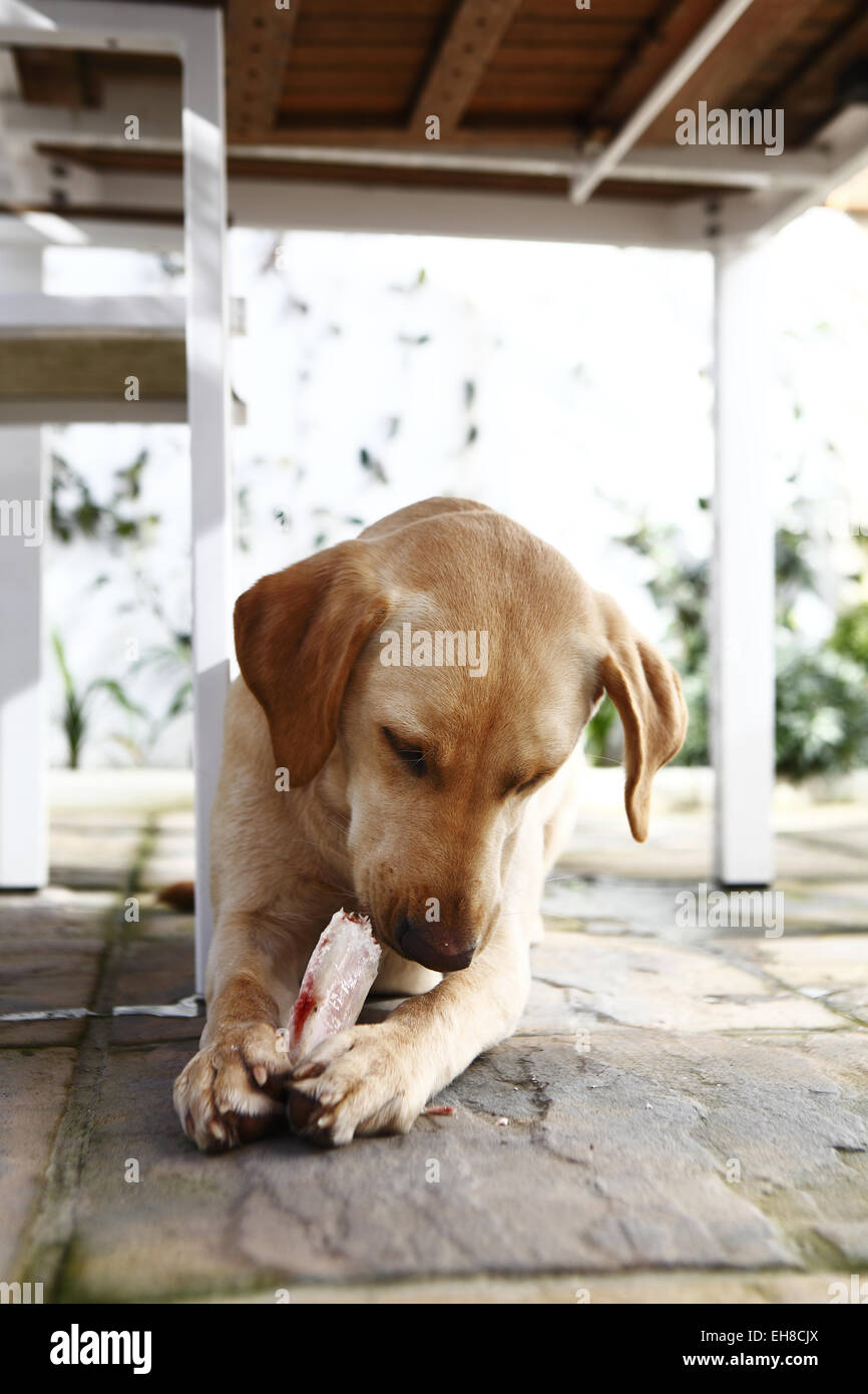 Yellow Labrador Retriever puppy aged 11 months old eating beef rib bone