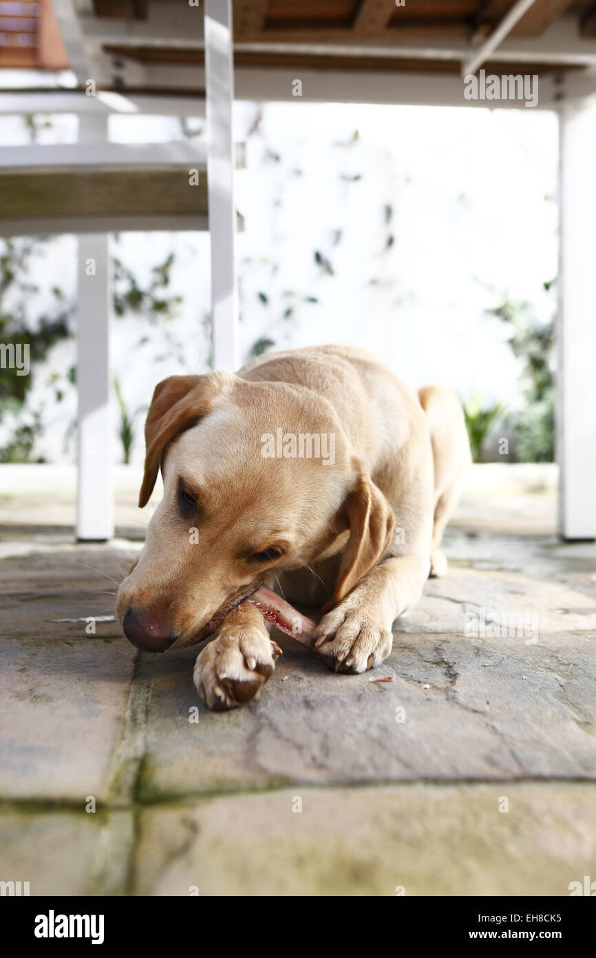 Yellow Labrador Retriever puppy aged 11 months old eating beef rib bone