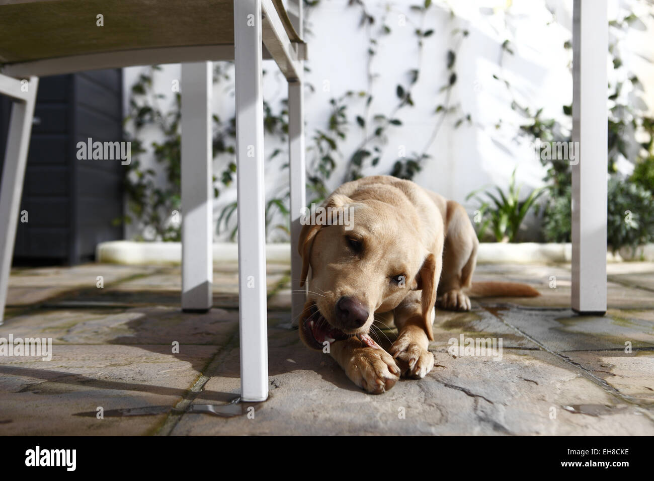 Yellow Labrador Retriever puppy aged 11 months old eating beef rib bone