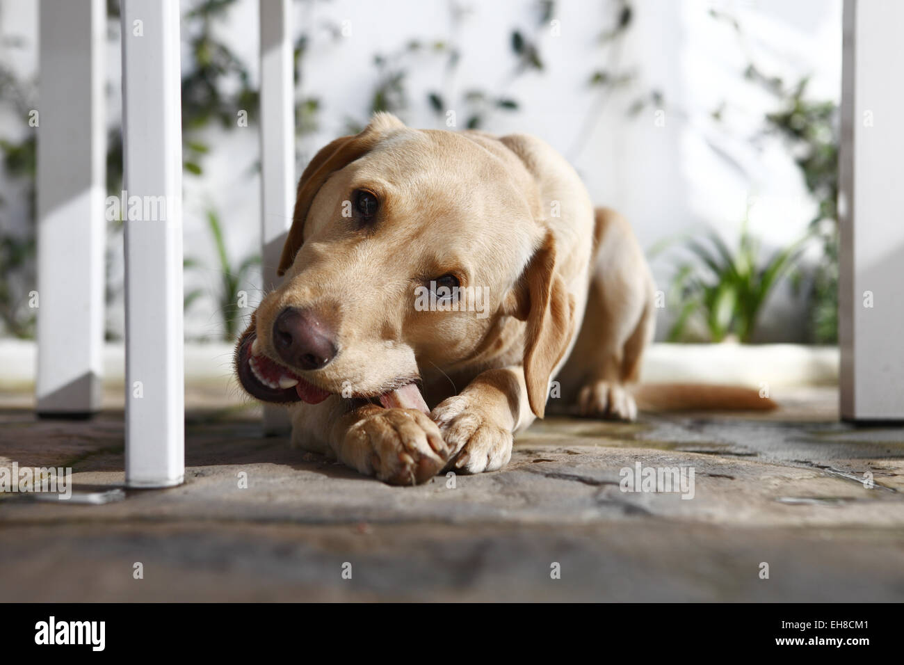 Yellow Labrador Retriever puppy aged 11 months old eating beef rib bone
