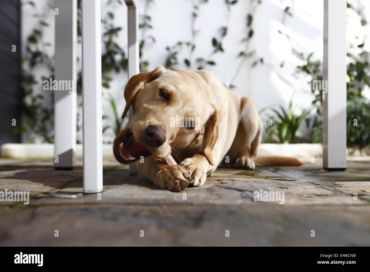Yellow Labrador Retriever puppy aged 11 months old eating beef rib bone