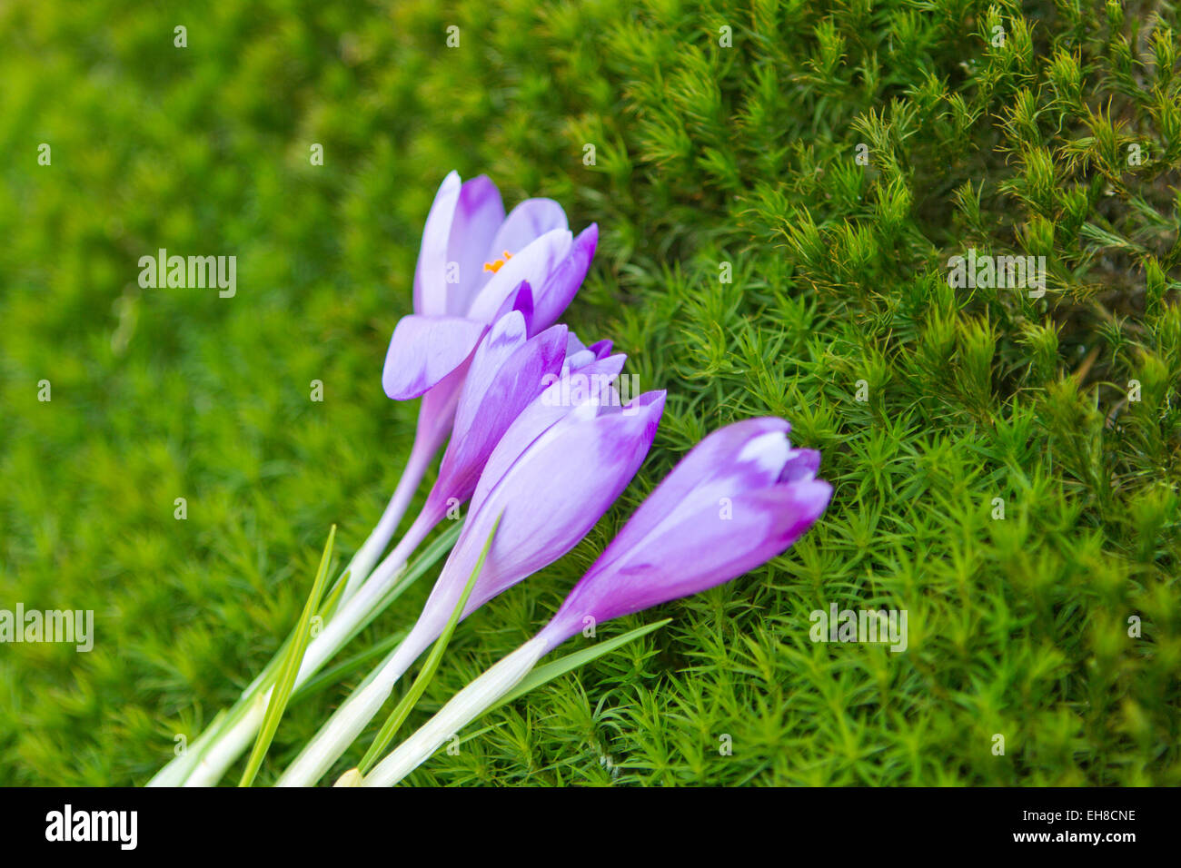 Purple crocuses on green hi-res stock photography and images - Alamy