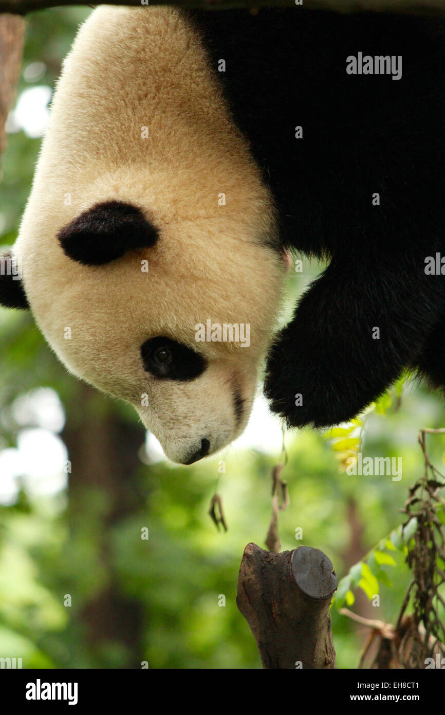 Close-up of a Giant Panda. Stock Photo