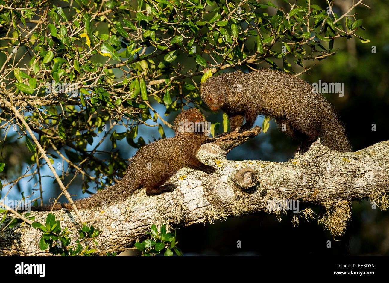 Ruddy Mongoose- Yala National Park, Sri Lanka Stock Photo