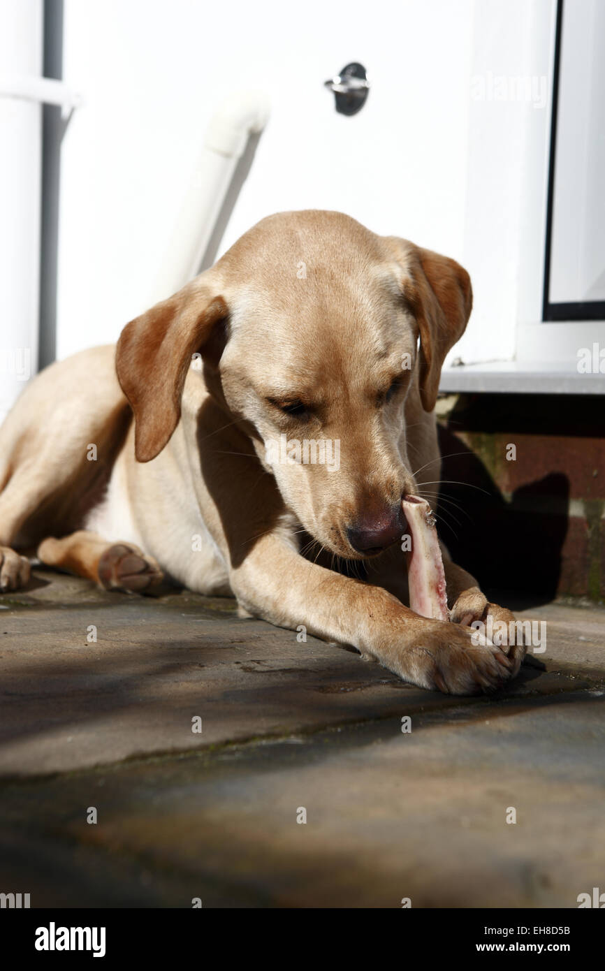 Yellow Labrador Retriever puppy aged 11 months old eating beef rib bone on a Barf, biologically appropriate raw meaty bone diet Stock Photo