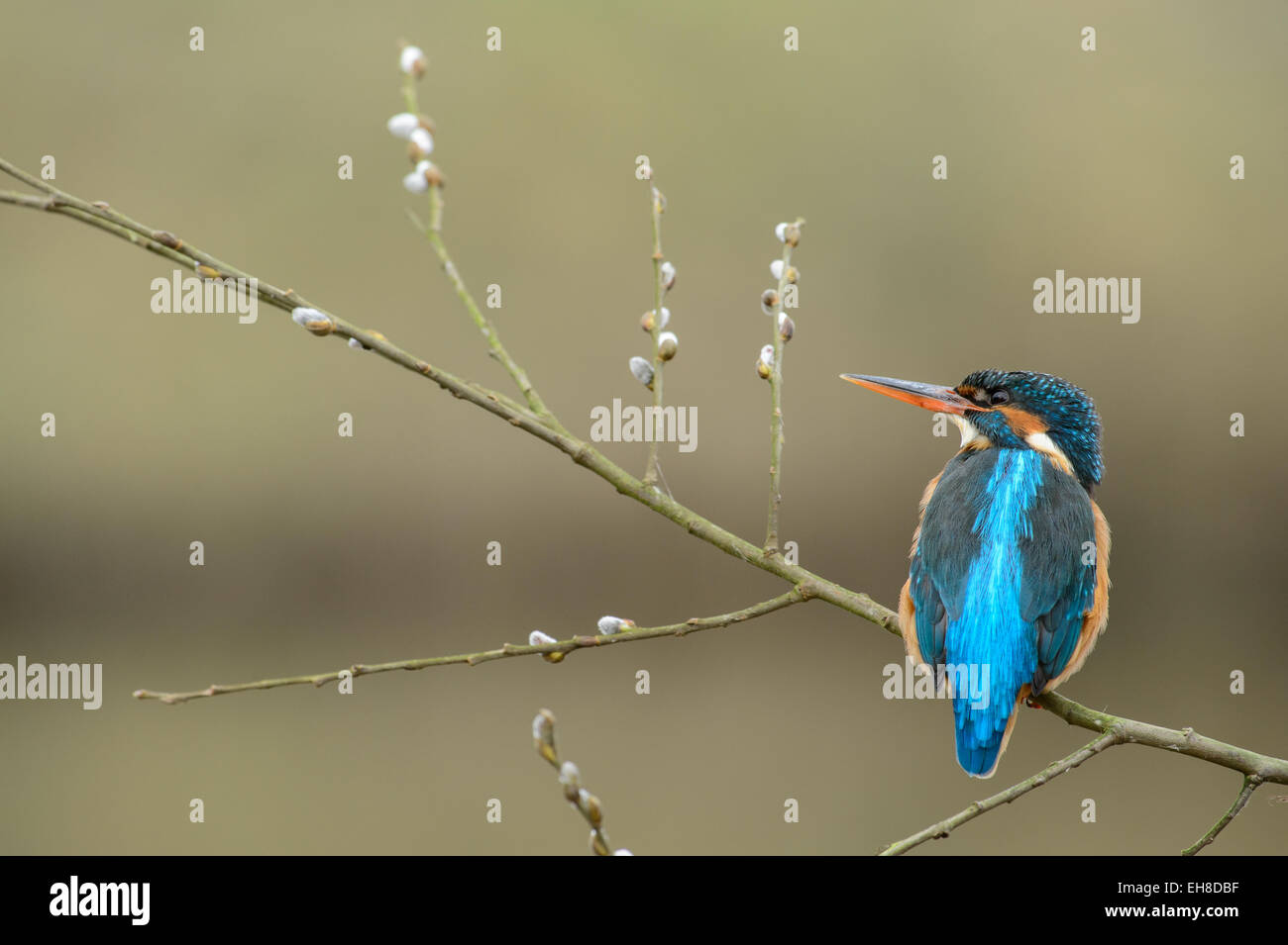 Female kingfisher with willow catkins in spring Stock Photo
