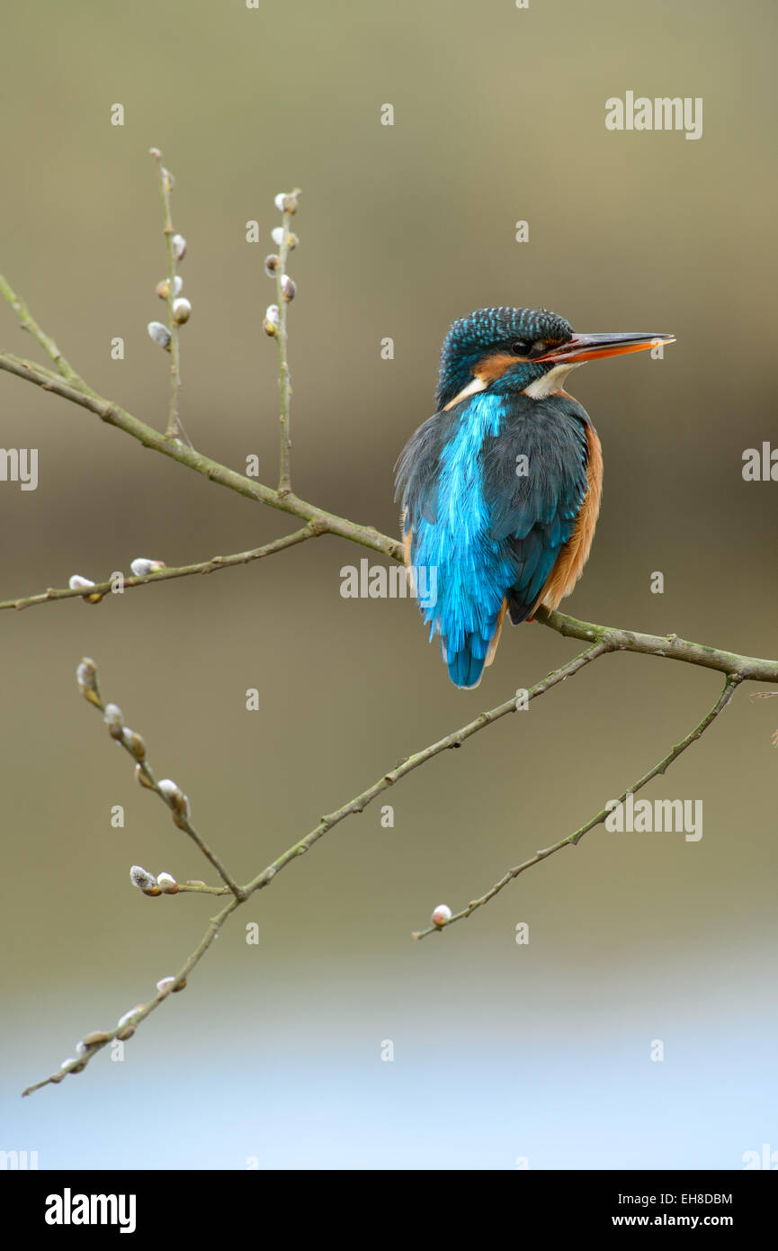 Female kingfisher with willow catkins in spring Stock Photo