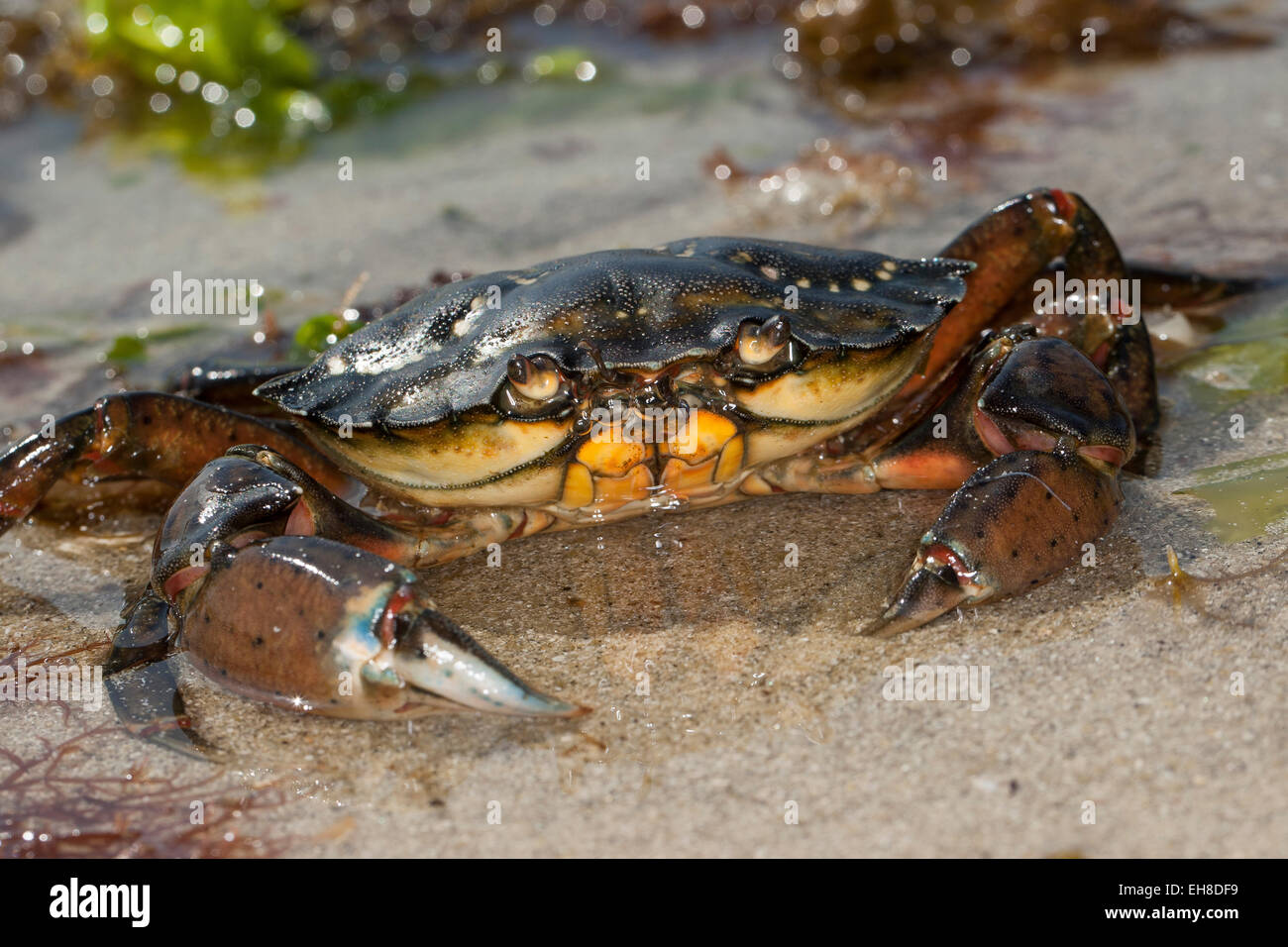 European shore crab, shorecrab, harbour crab, European green crab