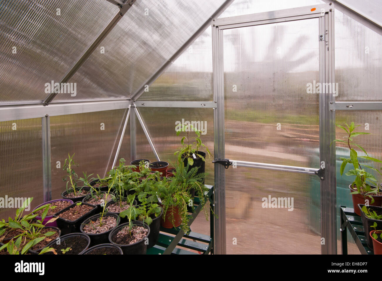 Inside View Of A Polycarbonate Garden Greenhouse With The Door Closed