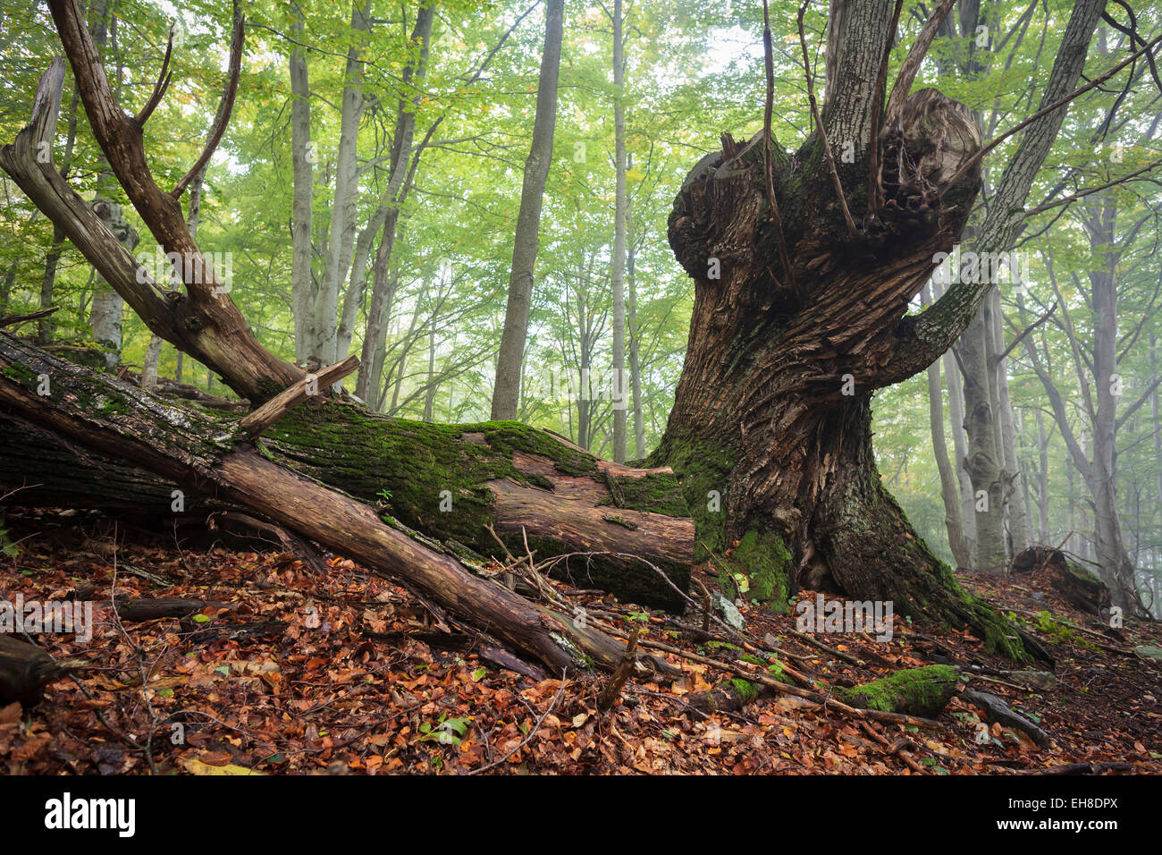 Ancient sweet chestnut tree (Castanea sativa). Montseny Natural Park. Catalonia. Spain. Stock Photo