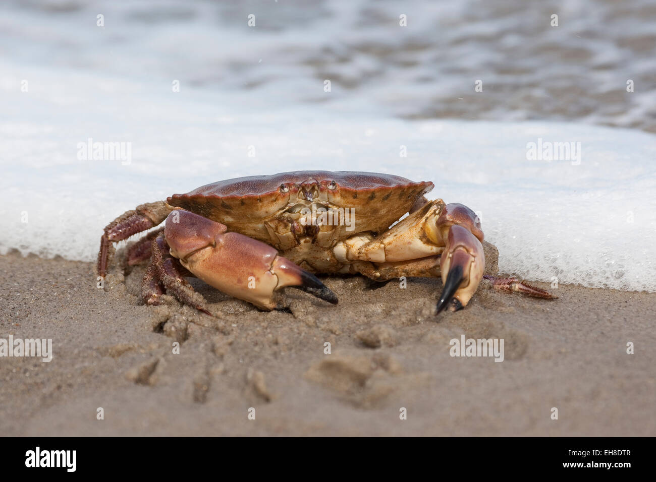 European edible crab, brown crab, Taschenkrebs, Taschen-Krebs, Cancer pagurus, Krabbe, Knieper, crabe dormeur, poupard, poupart Stock Photo