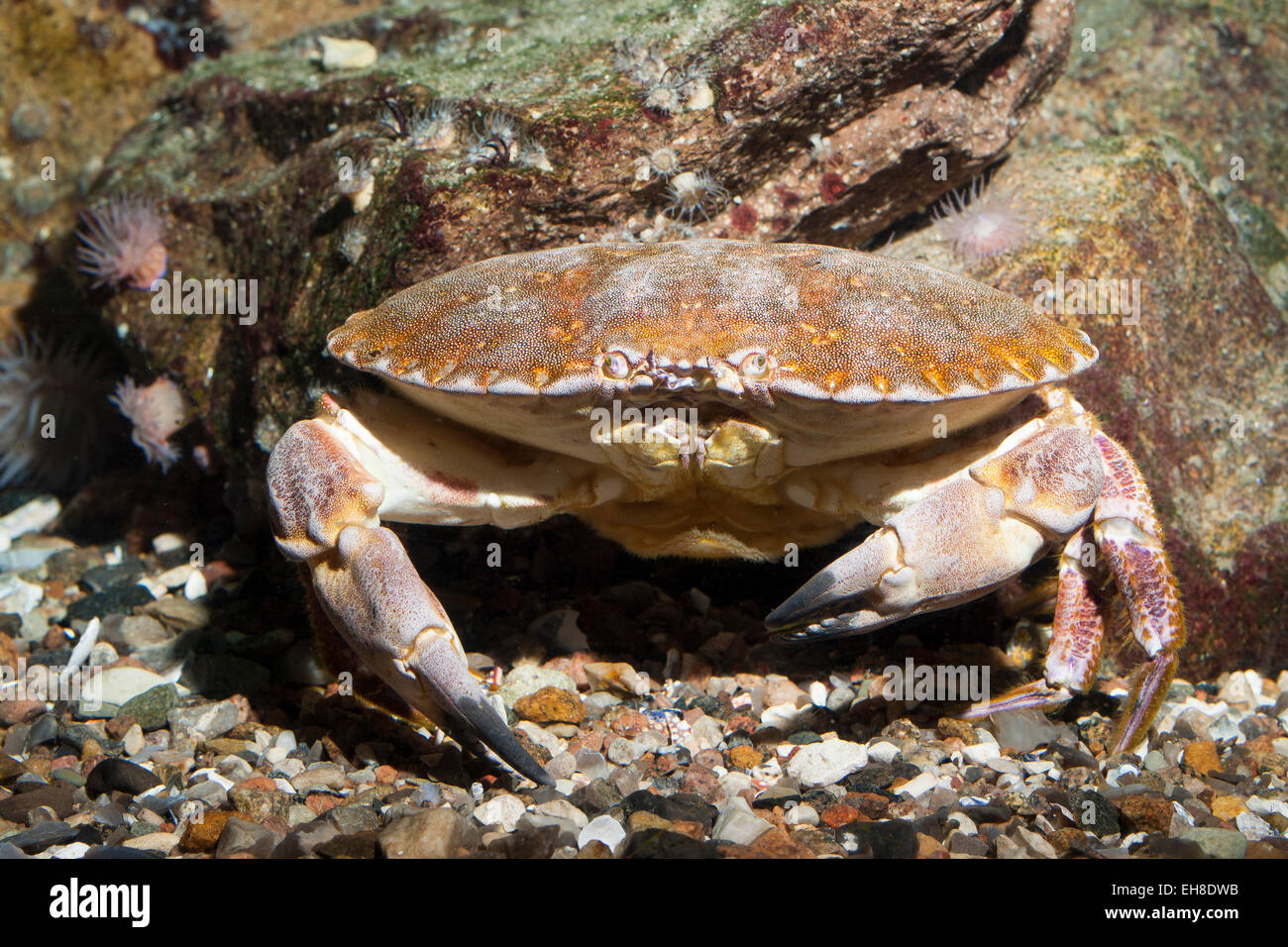 Crabe High Resolution Stock Photography And Images Alamy