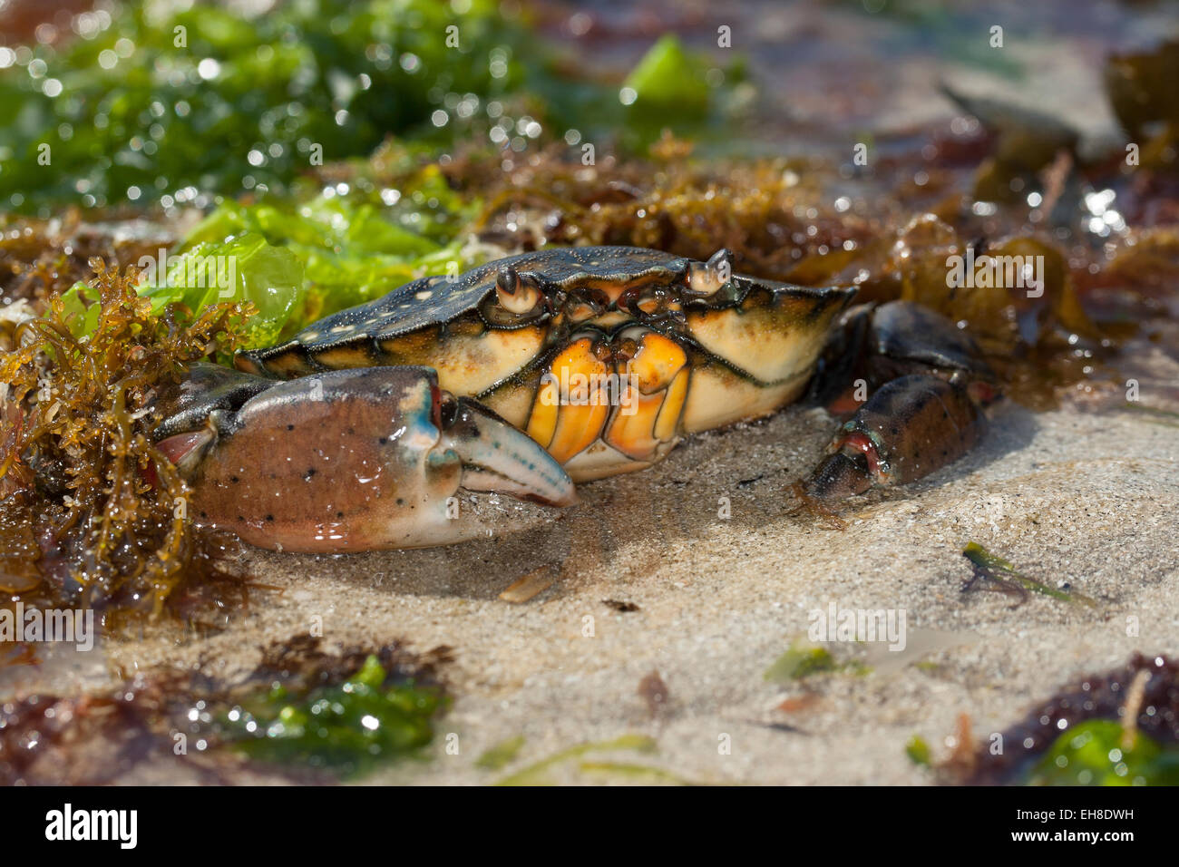European shore crab, shorecrab, harbour crab, European green crab