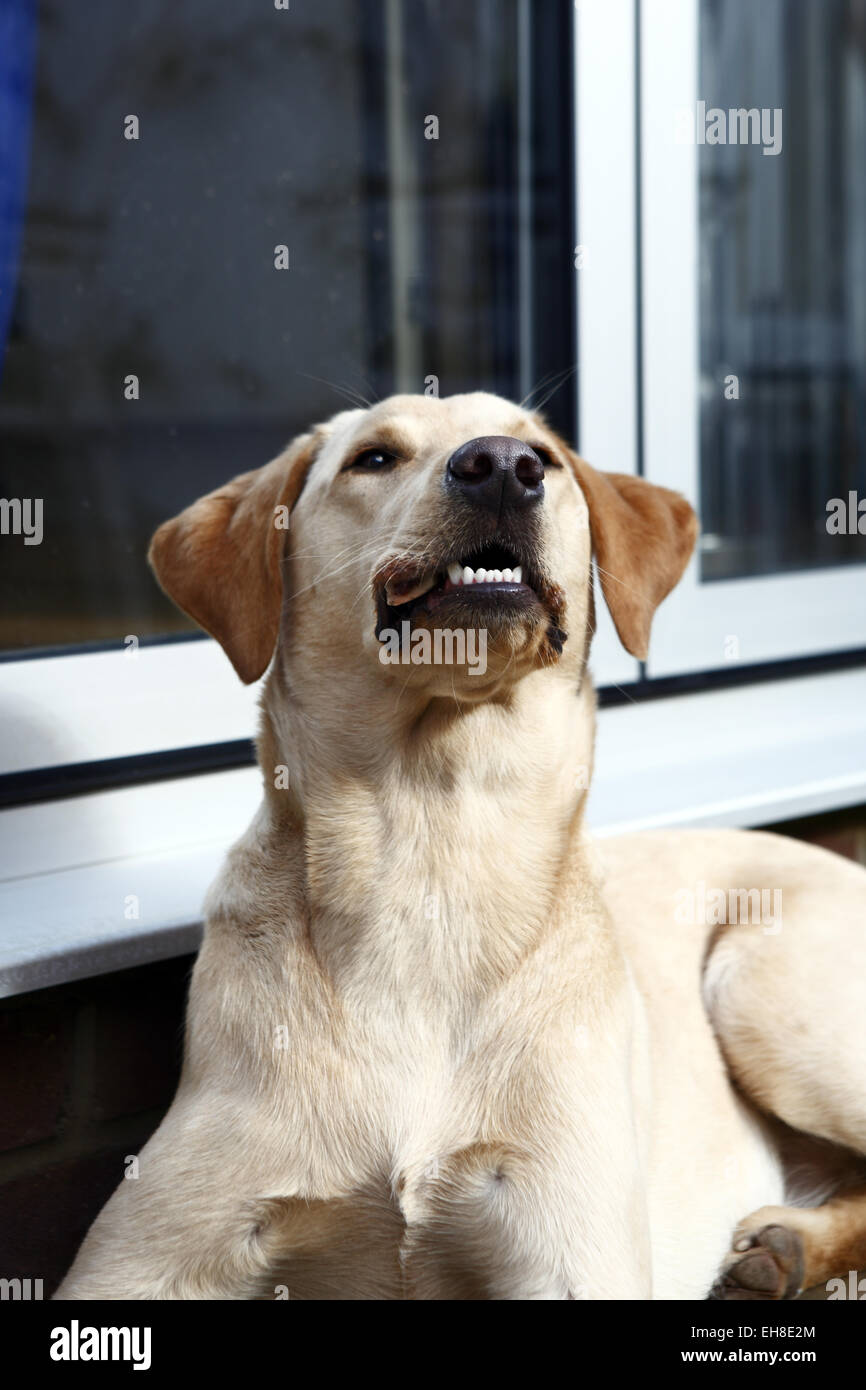 Yellow Labrador Retriever puppy aged 11 months old eating beef rib bone