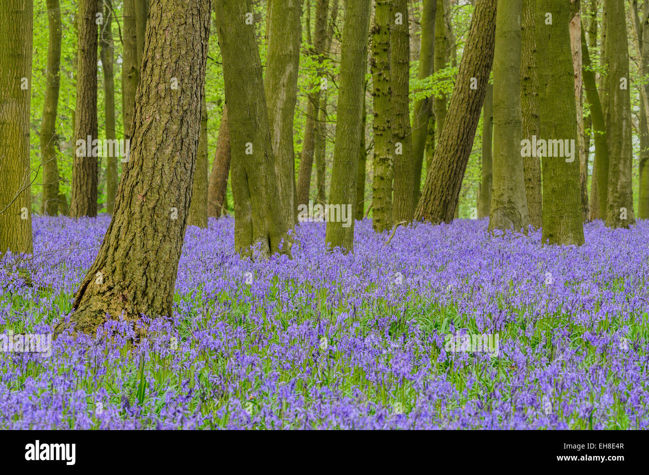 Bluebells in Hertfordshire,England,UK Stock Photo