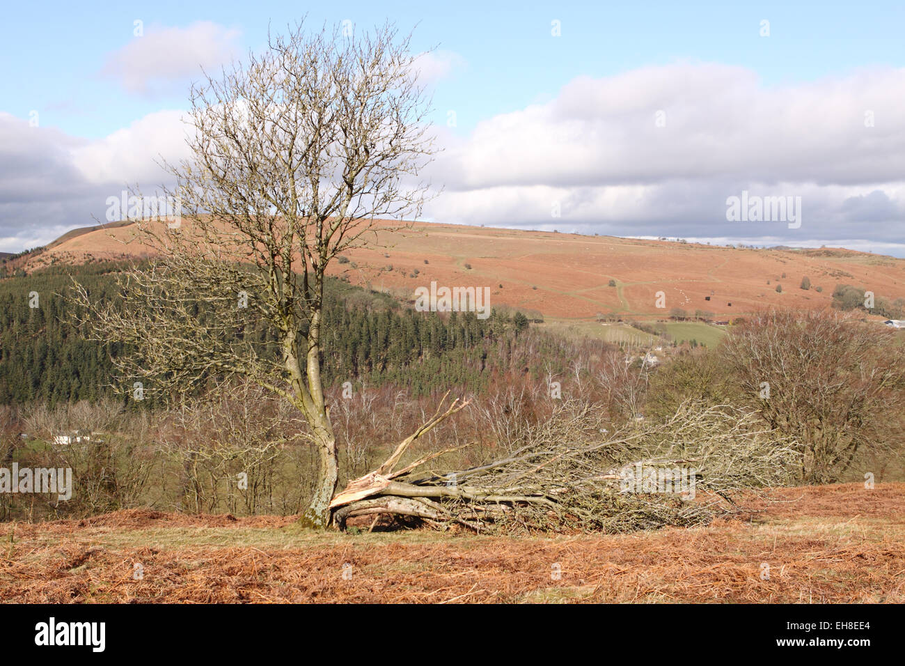 Hergest Ridge Herefordshire tree split in half with view of Bradnor