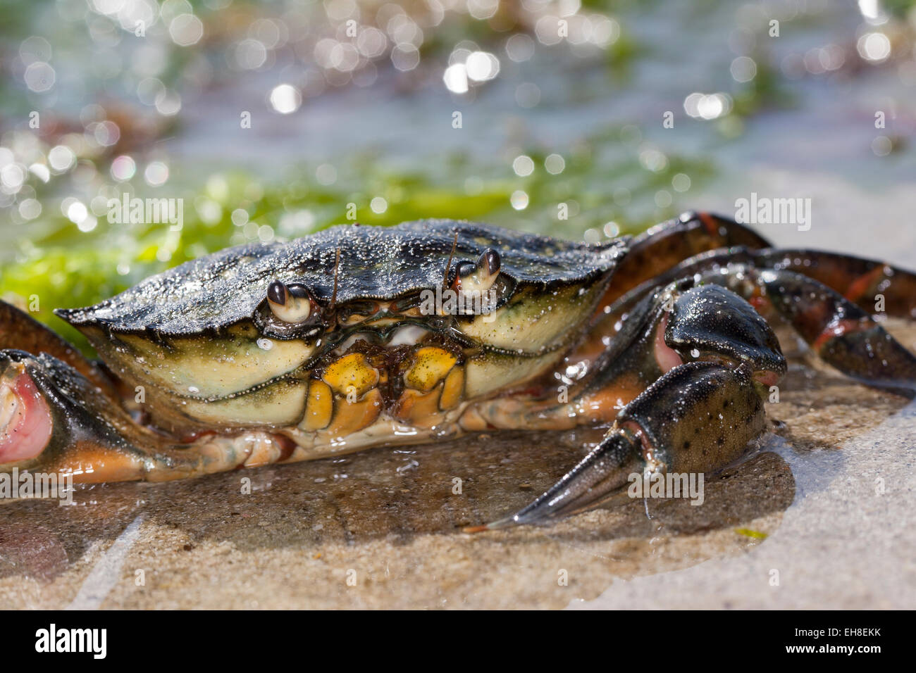 European shore crab, shorecrab, harbour crab, European green crab