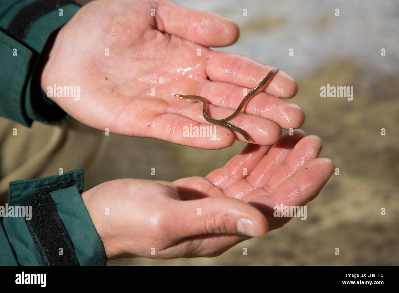 British river elvers, young eels Stock Photo