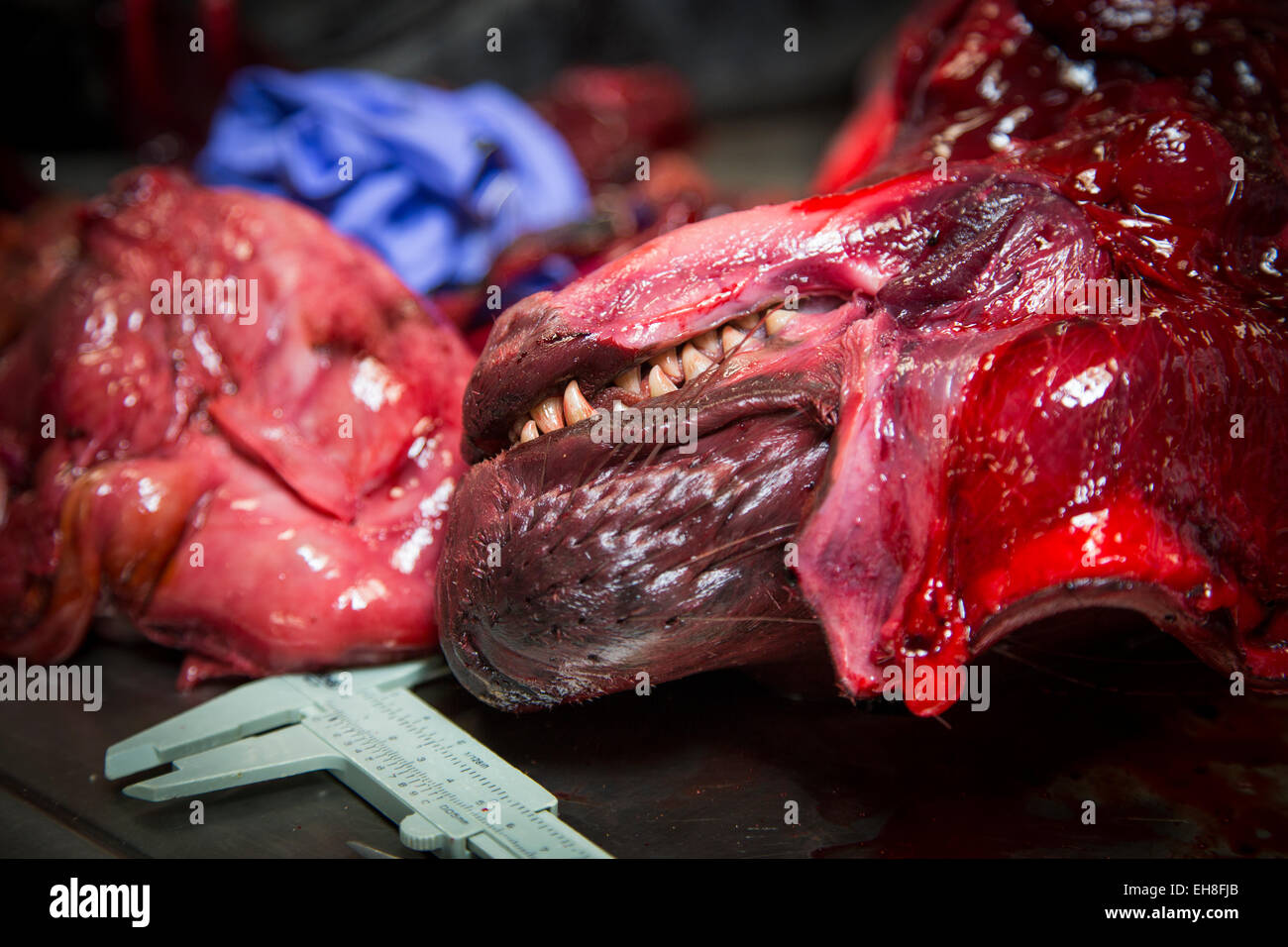 Seal Autopsy with a close up of its head Stock Photo