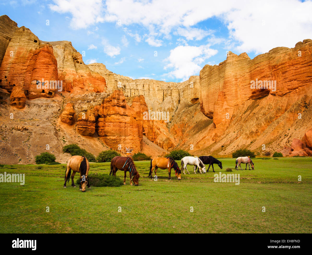 Horses graze on spring-fed green grass in front of red cliffs above the village of Dhakmar, Mustang, Nepal Stock Photo