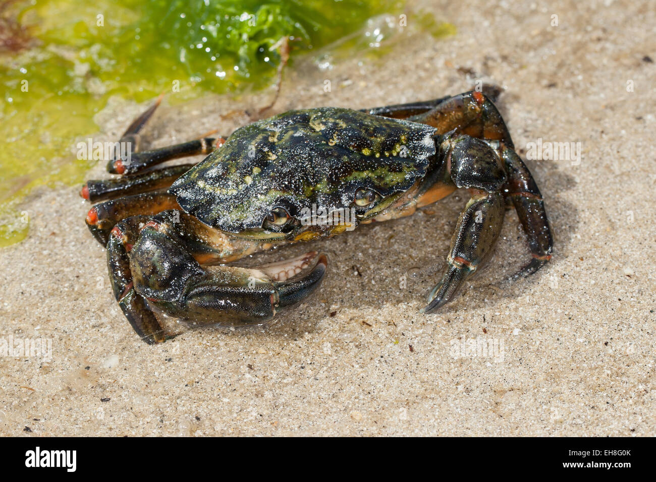 European shore crab, shorecrab, harbour crab, European green crab