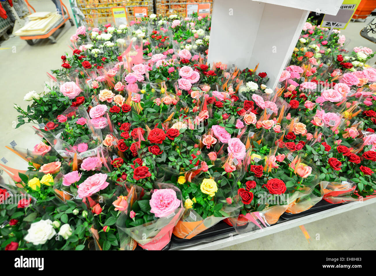 Pink fl flower flowers hi-res stock photography and images - Alamy