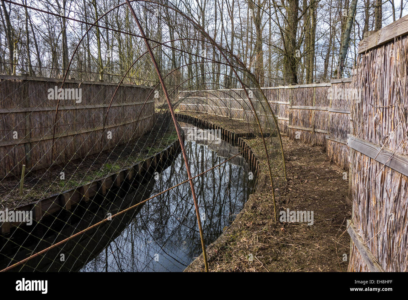 Duck decoy structure used for catching wild ducks showing pipe formed by hoops with netting flanked by screens Stock Photo