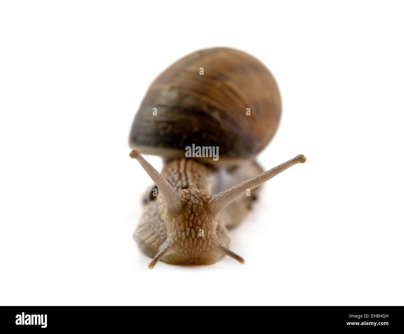 snail isolated on a white background Stock Photo