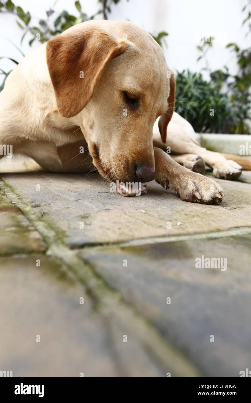 Yellow Labrador Retriever puppy aged 11 months old eating beef rib bone