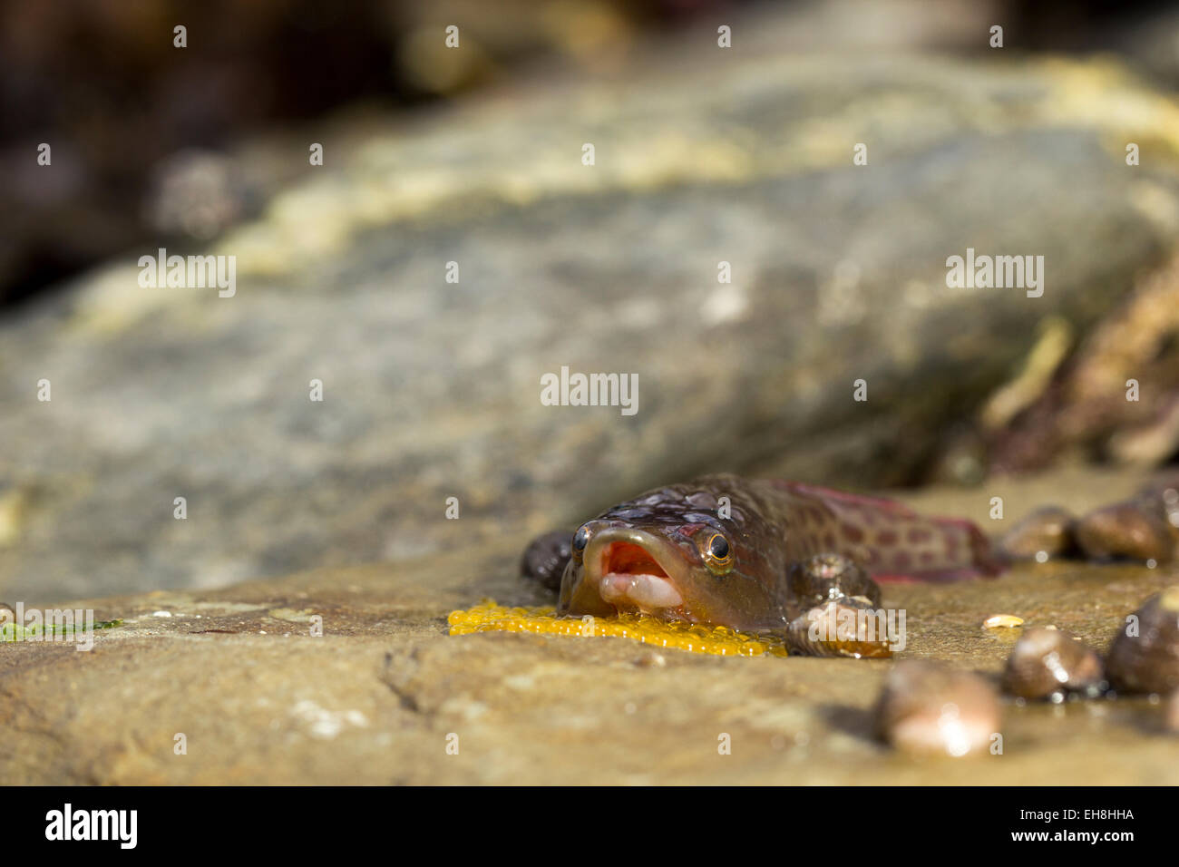 Shore Cling fish protecting its eggs on the underside of a rock in a rockpool. Stock Photo