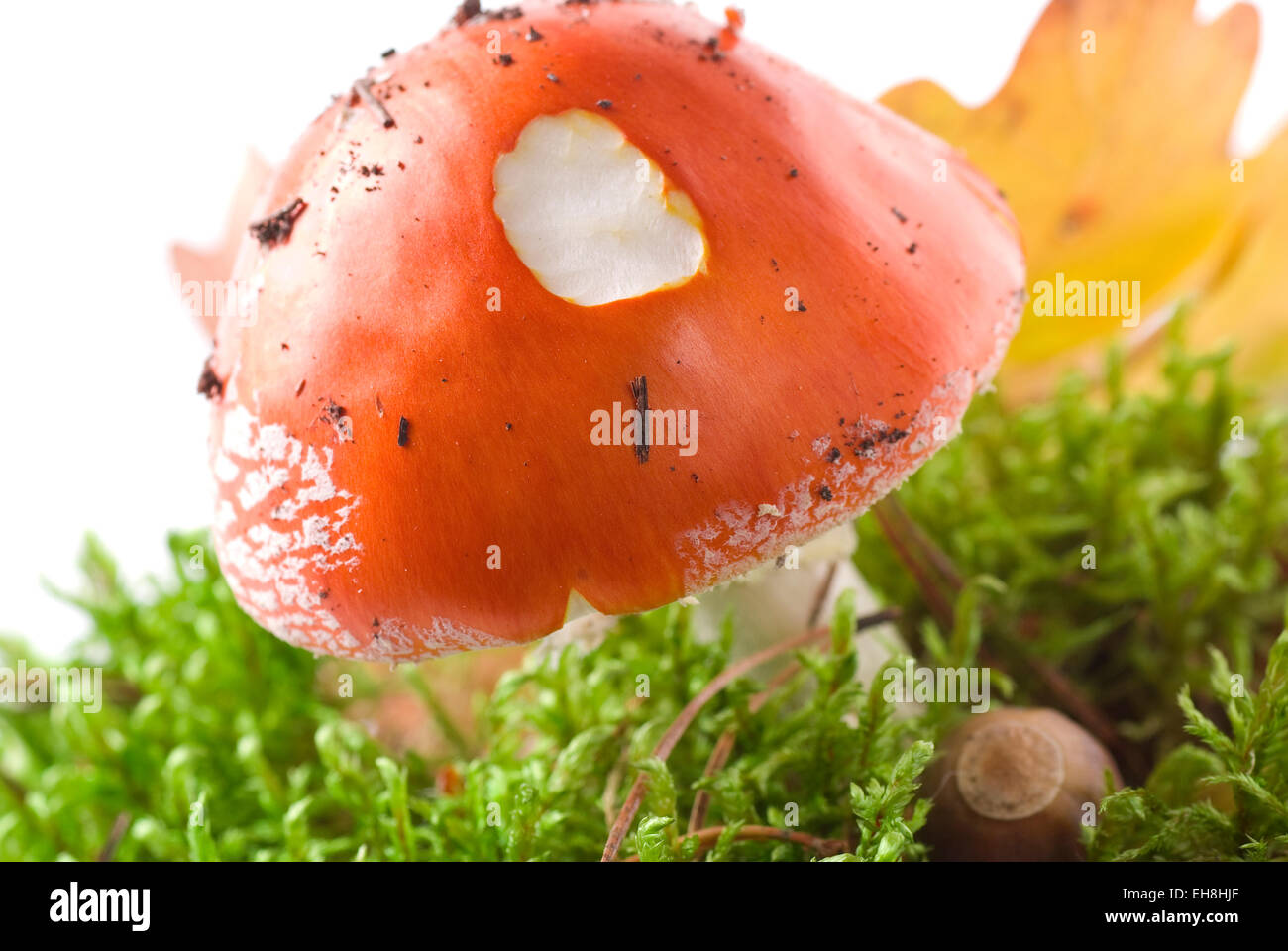 Autumn mushroom standing an green moss. Stock Photo