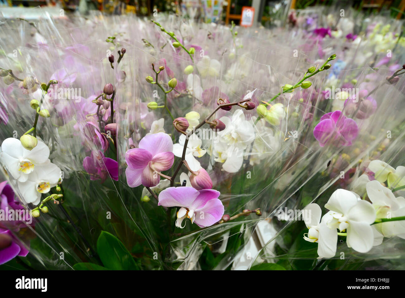 Many Beautiful large orchid in  store Stock Photo