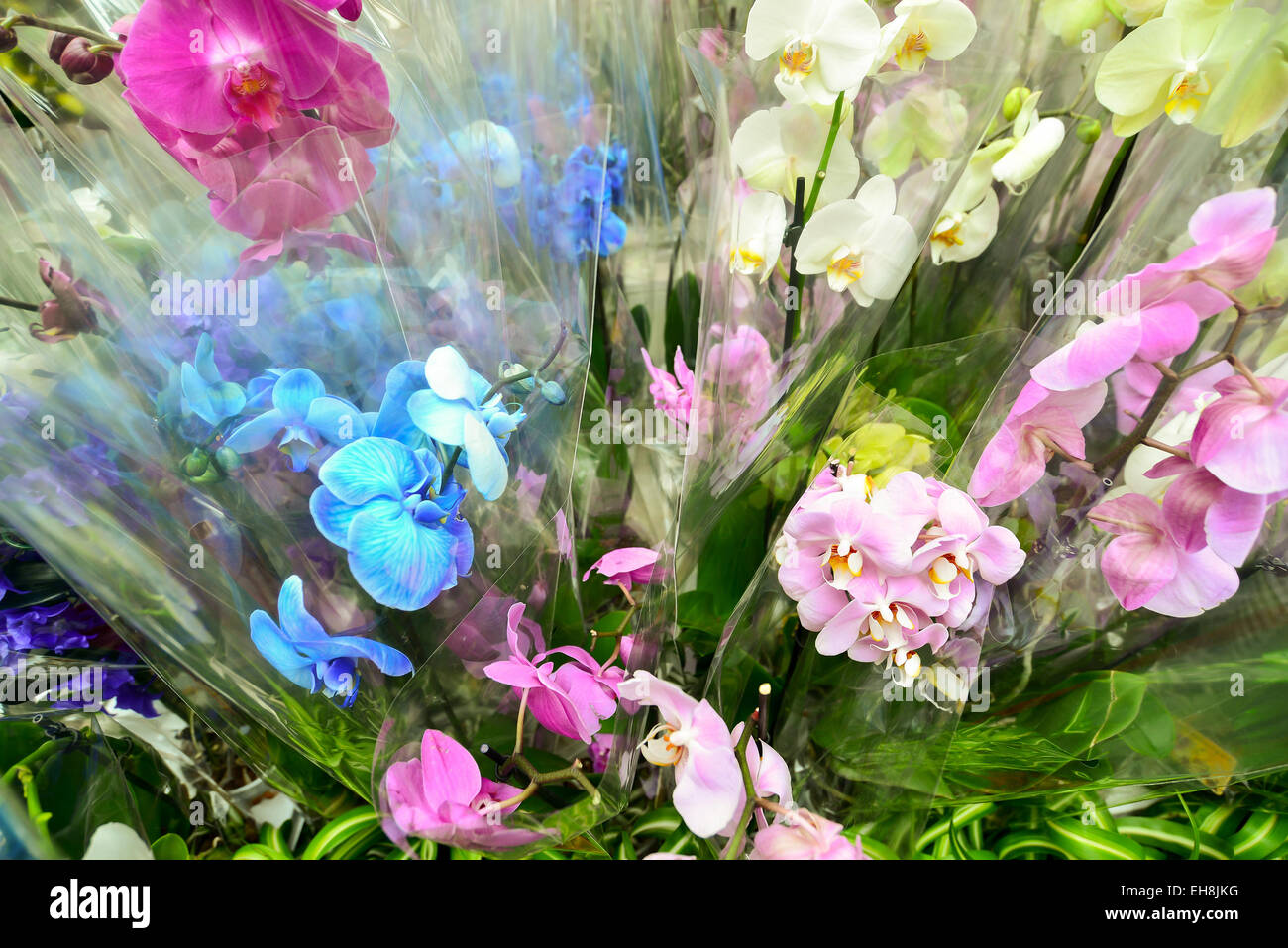 Many Beautiful large orchid in  store Stock Photo