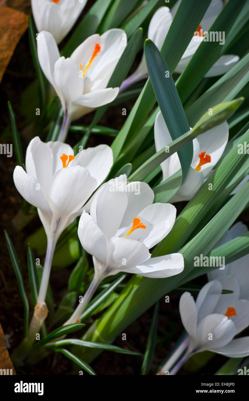 Crocus vernus subsp albiflorus white Crocus flower Stock Photo