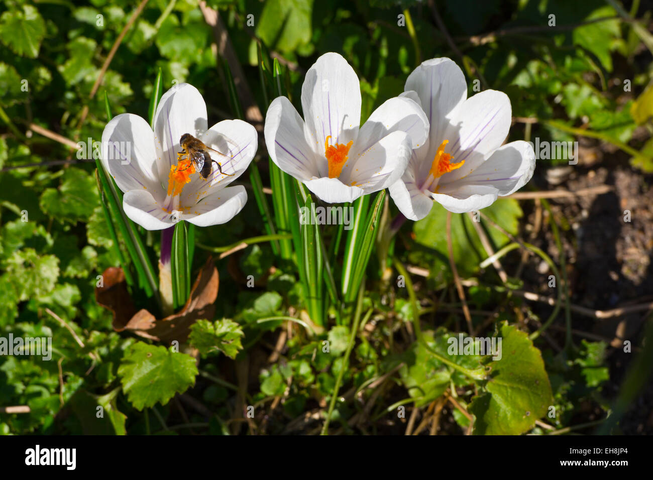 Crocus vernus subsp albiflorus white Crocus flower Stock Photo