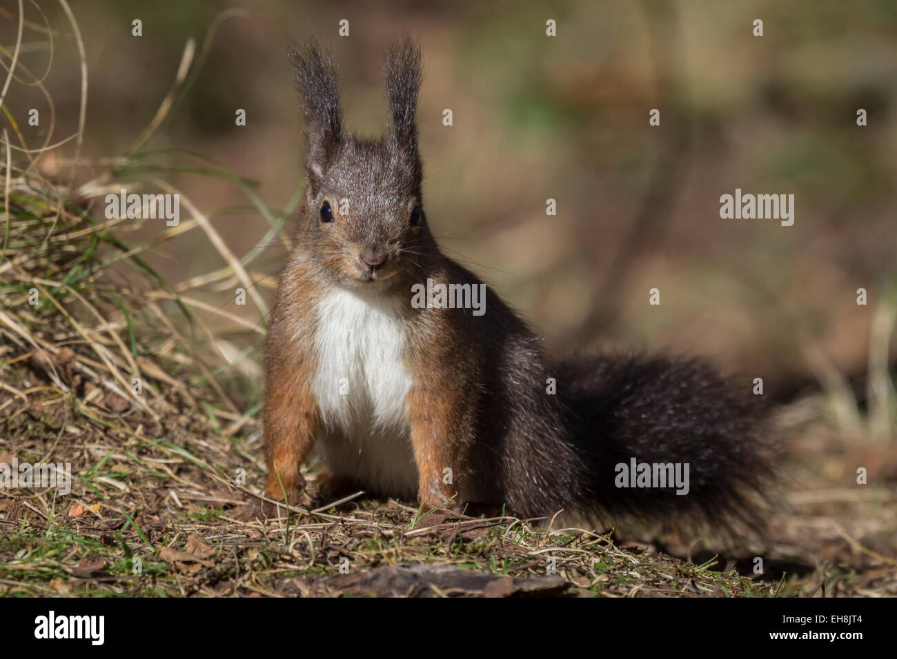 red squirrel staring and looking alert, facing the camera and lit by sunshine. Taken outdoors in natural setting Stock Photo