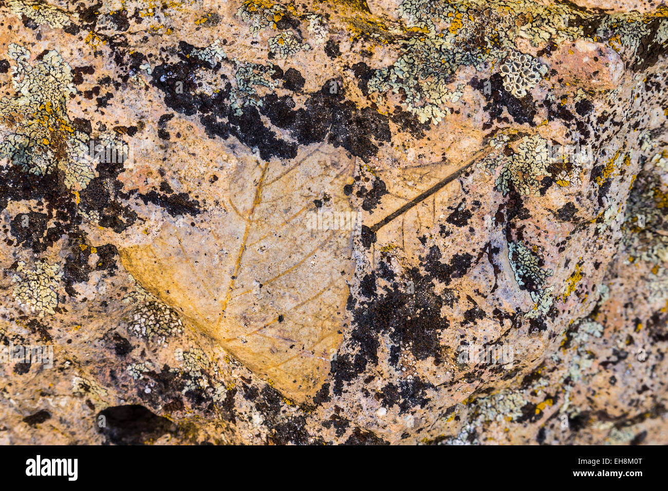 Hackberry celtis sp hi-res stock photography and images - Alamy