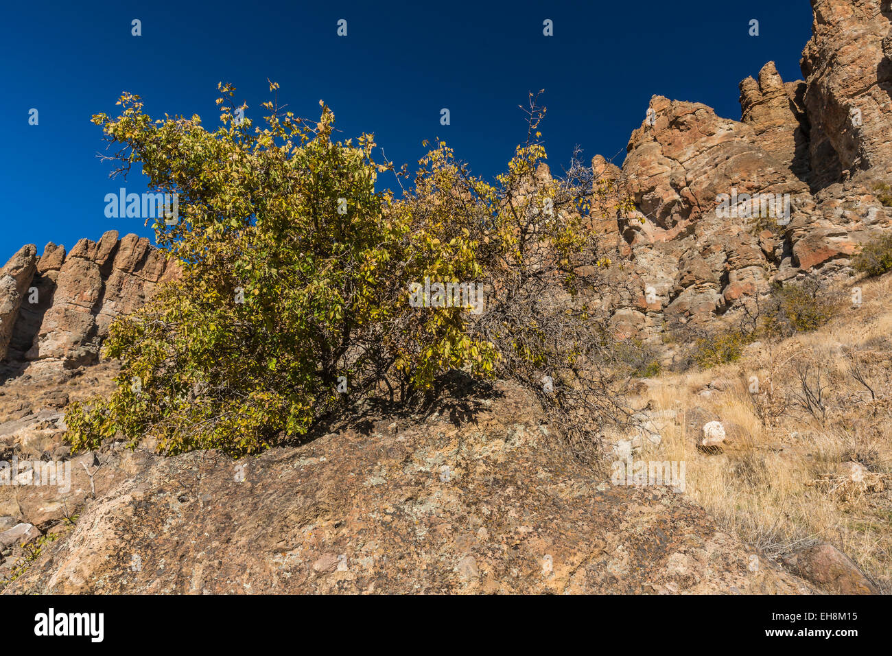 Netleaf Hackberry, Celtis reticulata, growing below The Palisades in John Day Fossil Beds National Monument, Oregon, USA Stock Photo