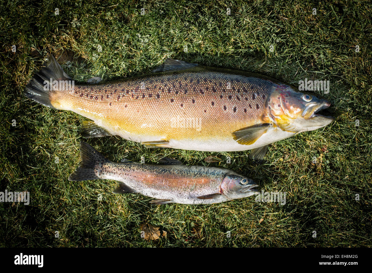 Brown trout and rainbow trout next to each other Stock Photo
