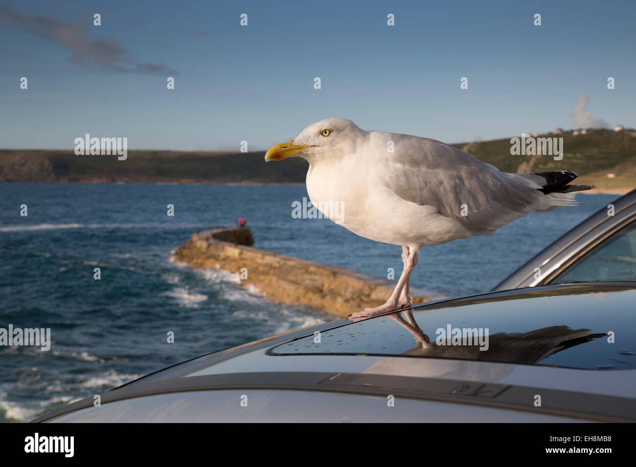 Gull wing car hires stock photography and images Alamy