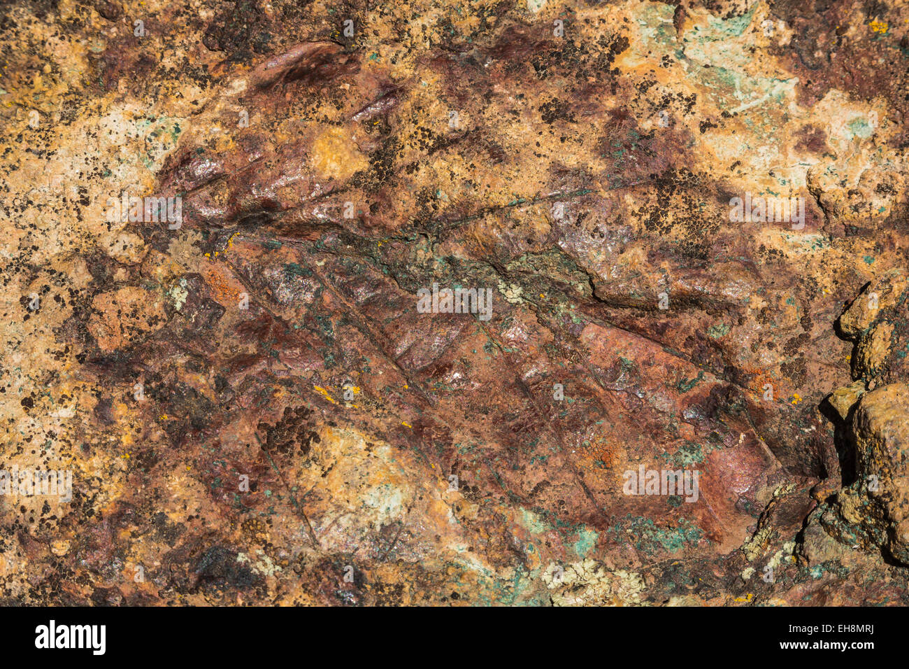 Fossil leaf 44 million years old along Trail of Fossils in Clarno Unit