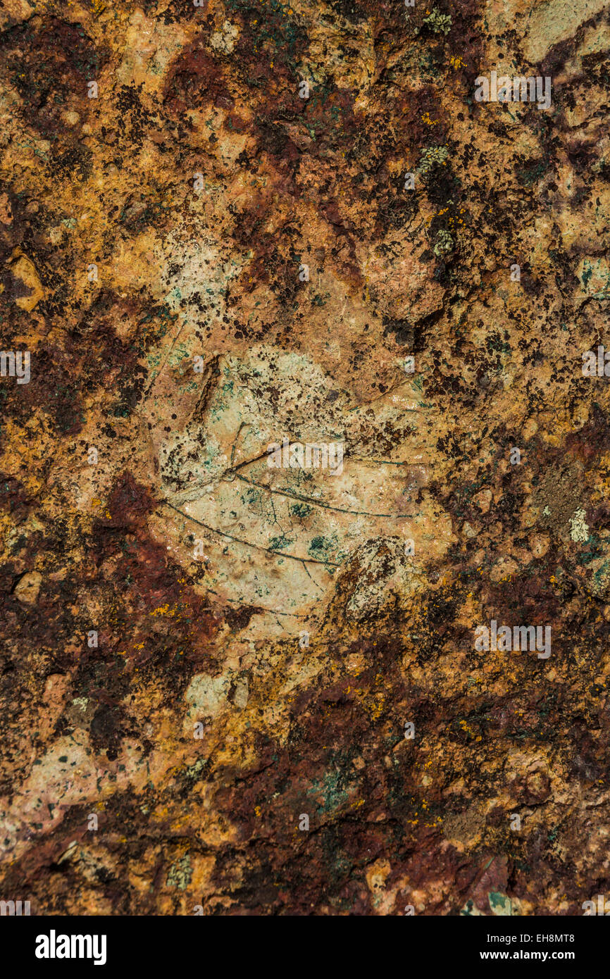 Fossil leaf 44 million years old along Trail of Fossils in Clarno Unit